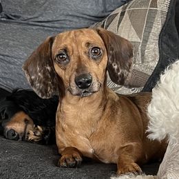 Jupiter - Dachshund
