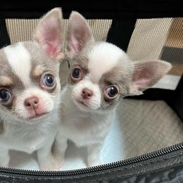 Capri - Blue and white female Chihuahua puppy in Michigan from Fanciful Thrills Kennel