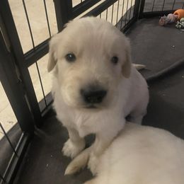 Golden Retriever Puppies from Goldens