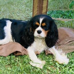 Boy 2 - Cavalier King Charles Spaniel puppy from Solheimar
