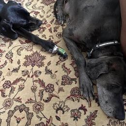 Great Danes from Blue Dane Ridge
