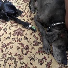 Great Danes from Blue Dane Ridge