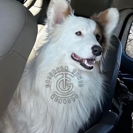 American Corgi puppies from Chisholm Trail Kennels