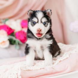 Vesper - Black and white female Pomsky puppy in Mattoon, Illinois from Southpaw Pomskies