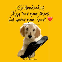 Goldendoodle Puppies from Casita Goldendoodles