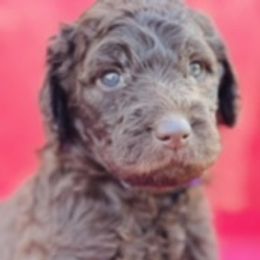 Goldendoodle Puppies from Sunshine Doodles