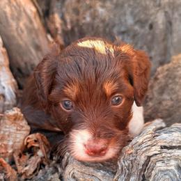 Chocolate female - Red tri female Miniature Australian Shepherd puppy in Burke, South Dakota from Triple J Aussies SD