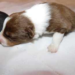 Boy 3 - Red Australian Shepherd puppy in Archer, Florida from GatorHeaven Aussies