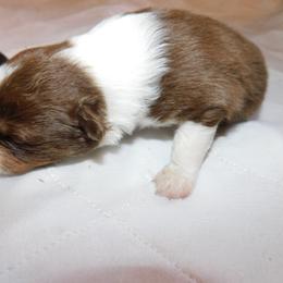 Boy 3 - Red Australian Shepherd puppy in Archer, Florida from GatorHeaven Aussies
