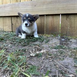 PJ3 Girl - Blue Pembroke Welsh Corgi puppy in Dickinson, Texas from Gulf Coast Corgis