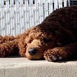 Bernedoodles, Goldendoodles, and Poodles from Scarlett Pups