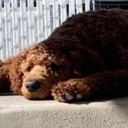 Bernedoodles, Goldendoodles, and Poodles from Scarlett Pups