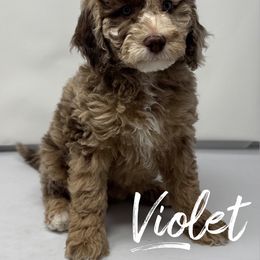 Violet - Merle female Labradoodle puppy in Ballwin, Missouri from Show Me Doodles