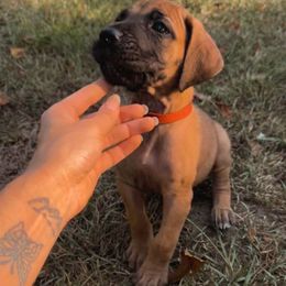 Cheyanne - Fawn female Great Dane puppy in Cross, South Carolina from DoodleDandy & Danes