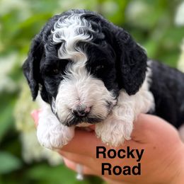 Boy 2 - Parti male Goldendoodle puppy in Newark, Ohio from Valleydayle Doodles and Wheatens