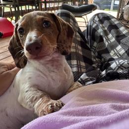 Honey Bee - Dapple female Dachshund puppy in Ben Wheeler, Texas from P&P Dachshunds
