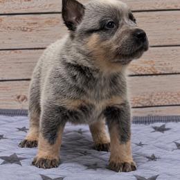 Inky - Blue speckled female Australian Cattle Dog puppy in Scurry, Texas from RedHorizon AKC Australian Cattle Dogs (Heelers)