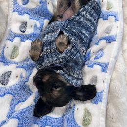 Winston - Cream male Dachshund puppy in Proctor, Montana from Blue Star Dachshunds
