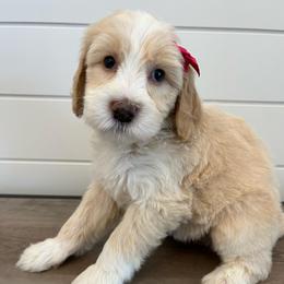 Emma - Yellow and white female Bernedoodle puppy in Garrettsville, Ohio from Sunset Family Farm
