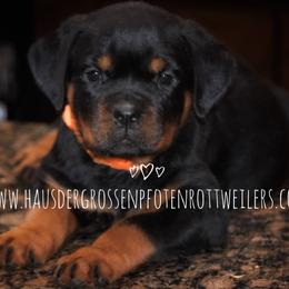 Puppy 2 - Black and mahogany female Rottweiler puppy in Houston, Texas from Haus Der Grossen Pfoten Rottweilers