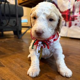 Sugar Cookie - Parti female Goldendoodle puppy in Arlington, Texas from Chambers Doodle Patch