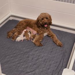 Boy 5 - Apricot male Goldendoodle puppy in Summerville, South Carolina from Channys Doodles
