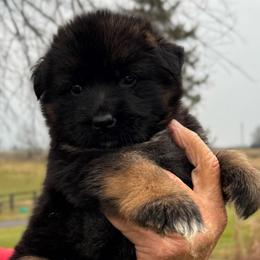 Female 1 - Black and red female German Shepherd puppy in Winchester, Kentucky from Drache Feld