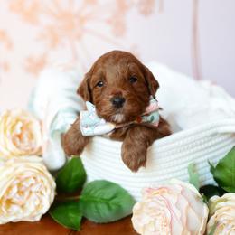 Beau - Red  male Goldendoodle puppy in Wake Forest, Utah from Dreamcoat Doodles