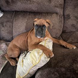 Shelby - Fawn female Boxer puppy in Cicero, New York from MK Boxer Haven of CNY