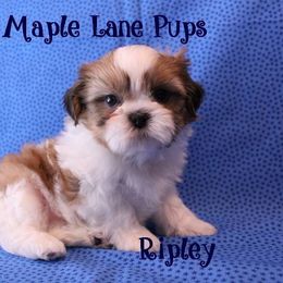 Maple Lane Pups breeder of Shih Tzu