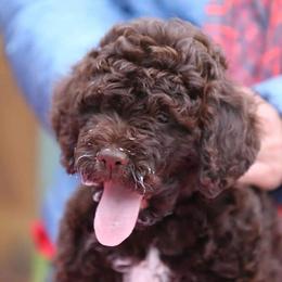 Lagotto Romagnolo puppies from Almar Lagotto