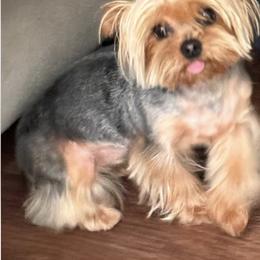 Yorkshire Terrier Puppies from Heaven_sent_toy_yorkies