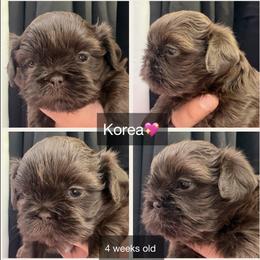 Korea - Chocolate female Shih Tzu puppy in Orange, California from Shih Tzu Hauz
