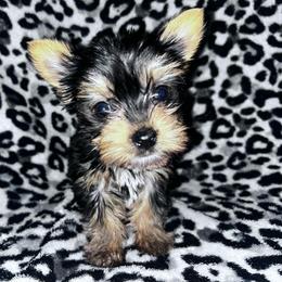 Girl 1 - Black and tan female Yorkshire Terrier puppy in Richland County, South Carolina from Nesha's Pawrific Tails