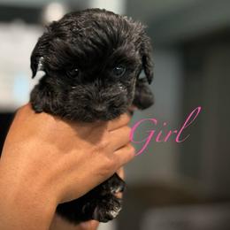 Luna - Black female Yorkipoo puppy in Ocala, Florida from Top Notch Pupz