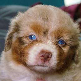 Dottie May - Red merle female Miniature American Shepherd puppy in Allentown, Pennsylvania from Great Companions MAS -Pennsylvania