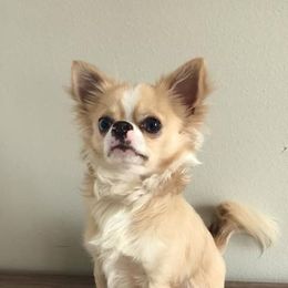 Chihuahua All Grown Up from Spellbound Chihuahuas