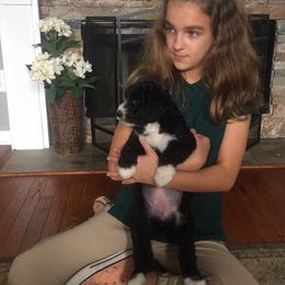 Poodle Puppies from Southern Standards Standard Poodles