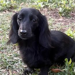 Harley  - Dachshund