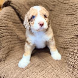 Valor - Chocolate merle male Bernedoodle puppy in Lookout, California from Remington Kennels, LLC