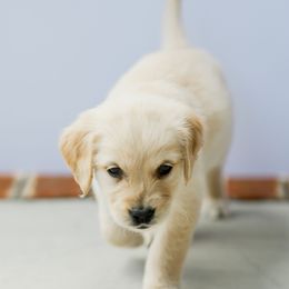 Golden Retriever Puppies from Sweeter Than Honey Golden Retrievers, LLC.