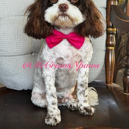 Cupcake - Cavapoo