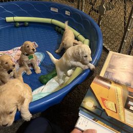 Goldendoodle Puppies from Casita Goldendoodles