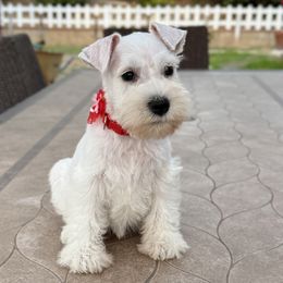 Lady red - White female Miniature Schnauzer puppy in Wildomar, California from My Angel Schnauzers