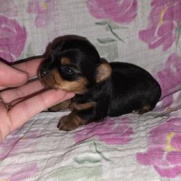 Bitsy - Black and tan female Yorkshire Terrier puppy in Bartlesville, Oklahoma from Chracy's yorkie babies