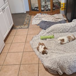 Shih Tzu Puppies from SuLynnes Shih Tzus