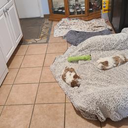 Shih Tzu Puppies from SuLynnes Shih Tzus