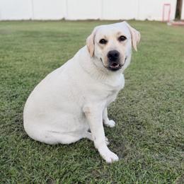 Violet - Labrador Retriever