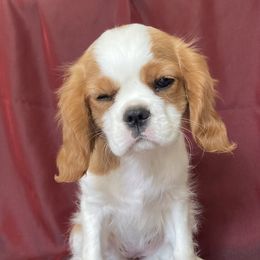 Cavalier King Charles Spaniel Puppies from Christina’s Cavaliers