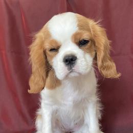 Cavalier King Charles Spaniel Puppies from Christina’s Cavaliers
